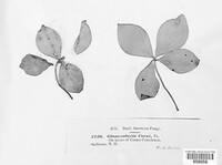 Glomopsis corni image